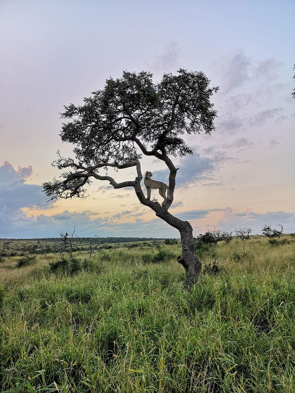 JFK testte de camera van de Huawei P20 Pro in Zuid-Afrika. Want als je op safari goede foto's kunt maken, dan kun je áltijd goede foto's maken.