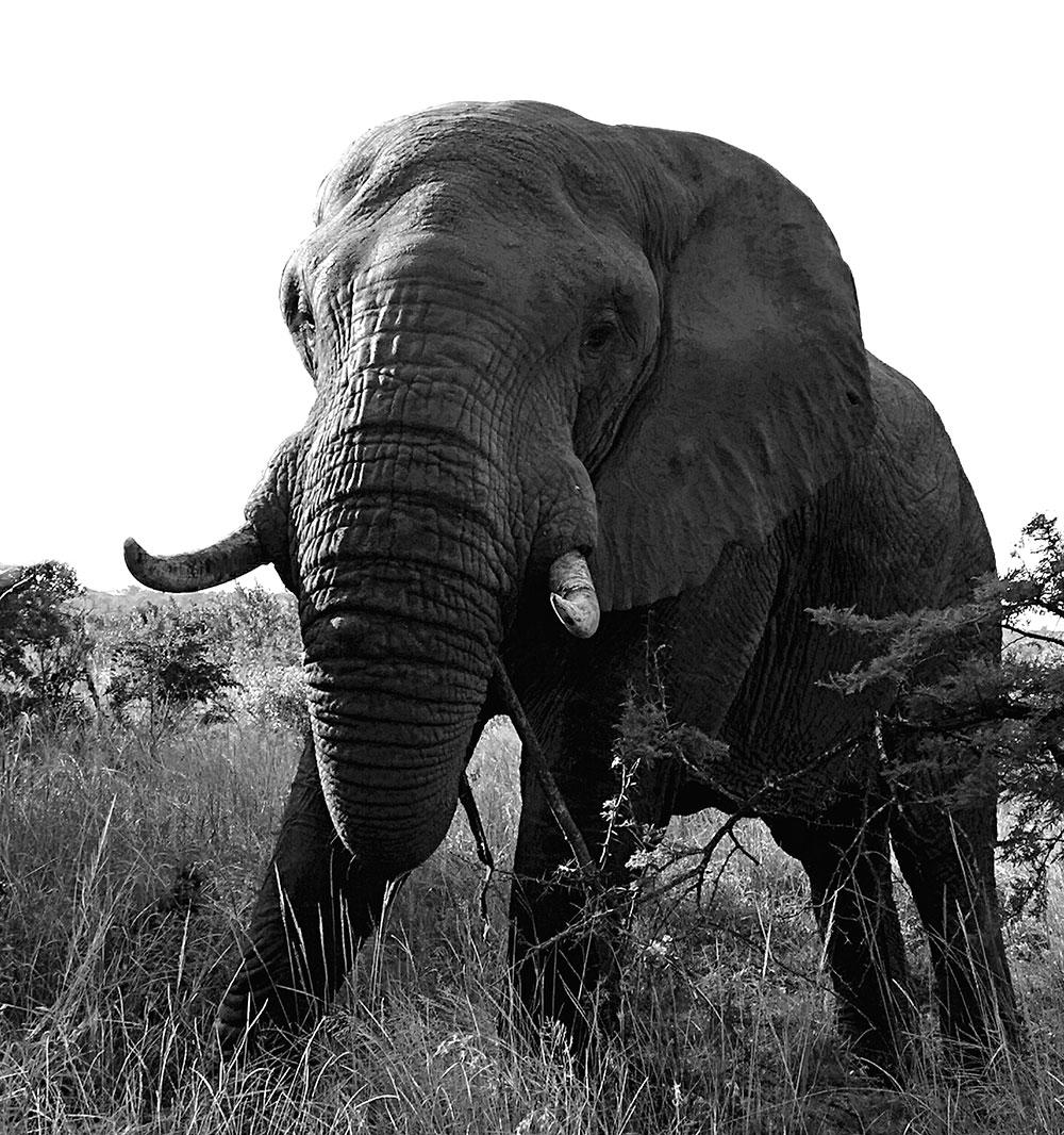JFK testte de camera van de Huawei P20 Pro in Zuid-Afrika. Want als je op safari goede foto's kunt maken, dan kun je áltijd goede foto's maken.
