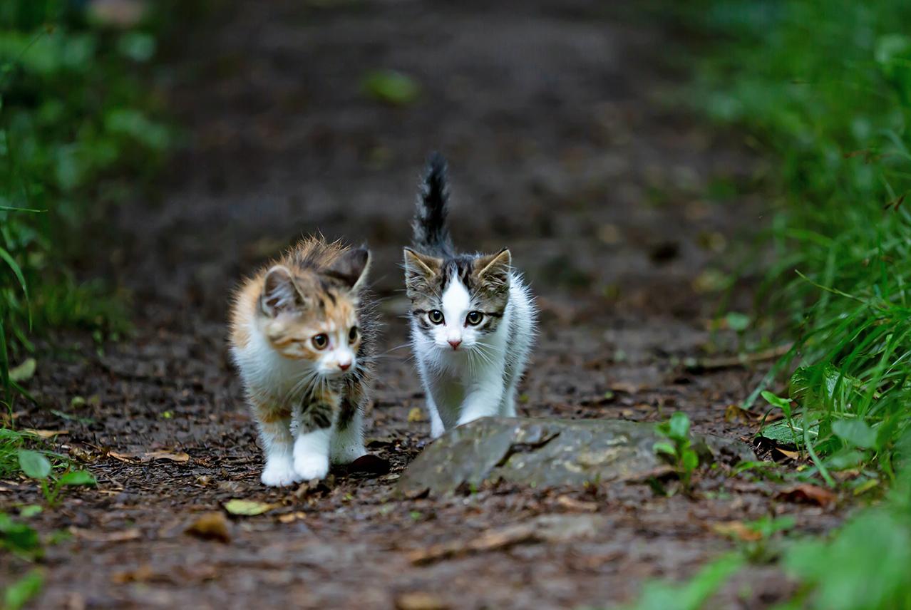 Laat je opvrolijken door de kleinste kat ter wereld JFK
