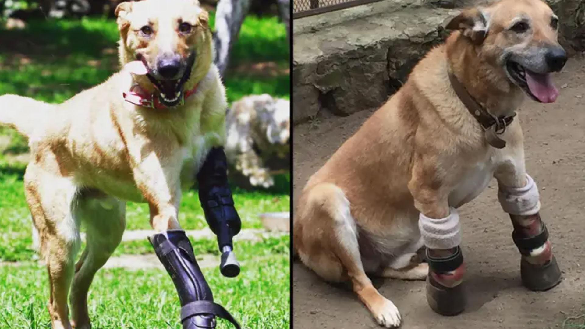 Huisdier van het Jaar Deze bejaarde hond verdient jouw stem afbeelding