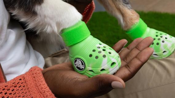 Pet Crocs groen