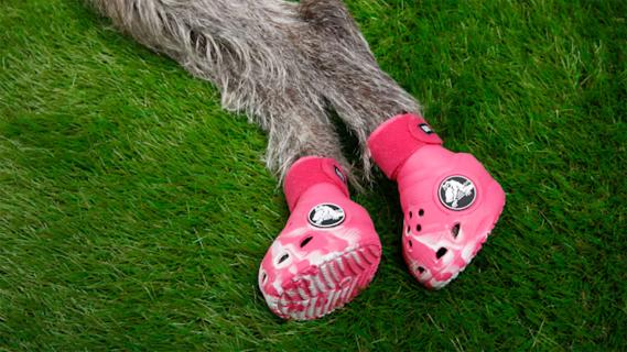 Pet Crocs roze