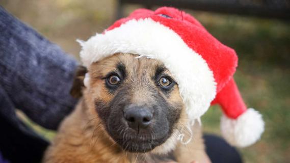 Hond die lekker gaat op kerstmuziek 2024