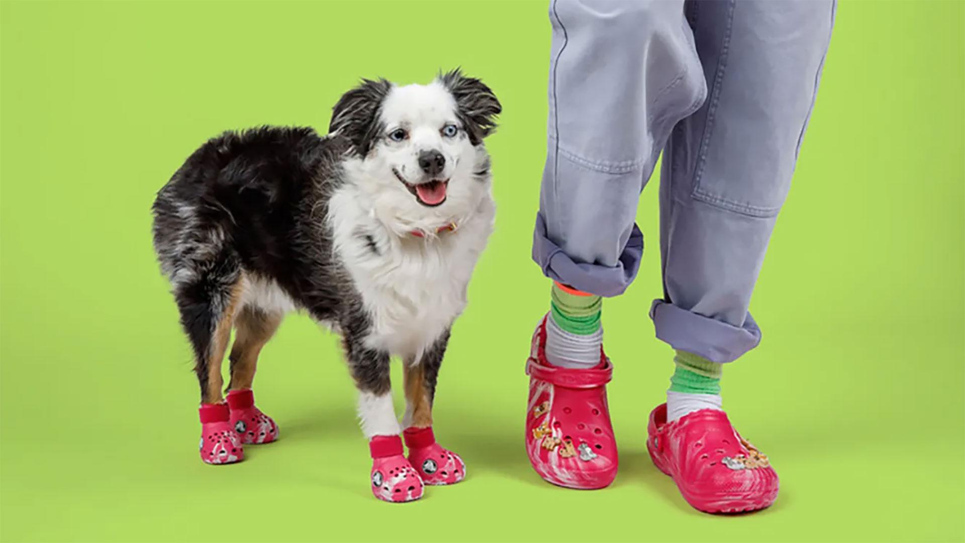 Pet Crocs voor honden en mensen