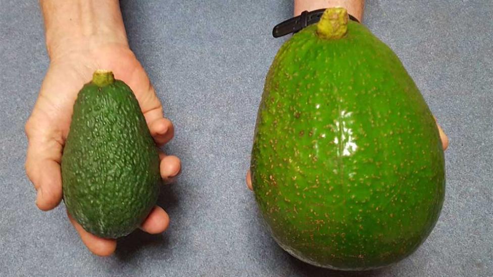 De Avozilla is 5 keer groter dan een normale avocado