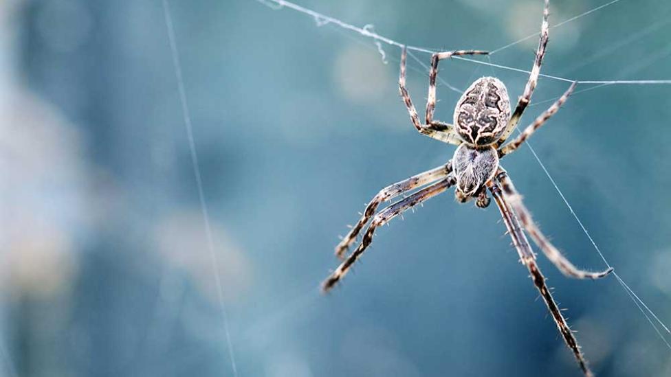 Spinnenvanger is ideaal voor mensen met een spinnenfobie