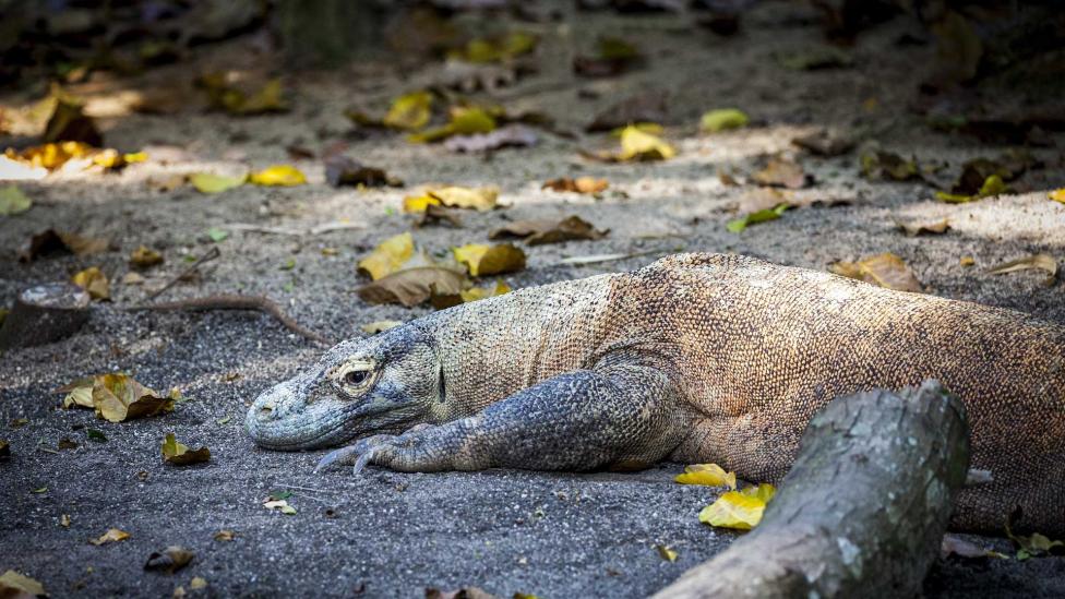 Komodo verboden voor toeristen omdat mensen draken stelen