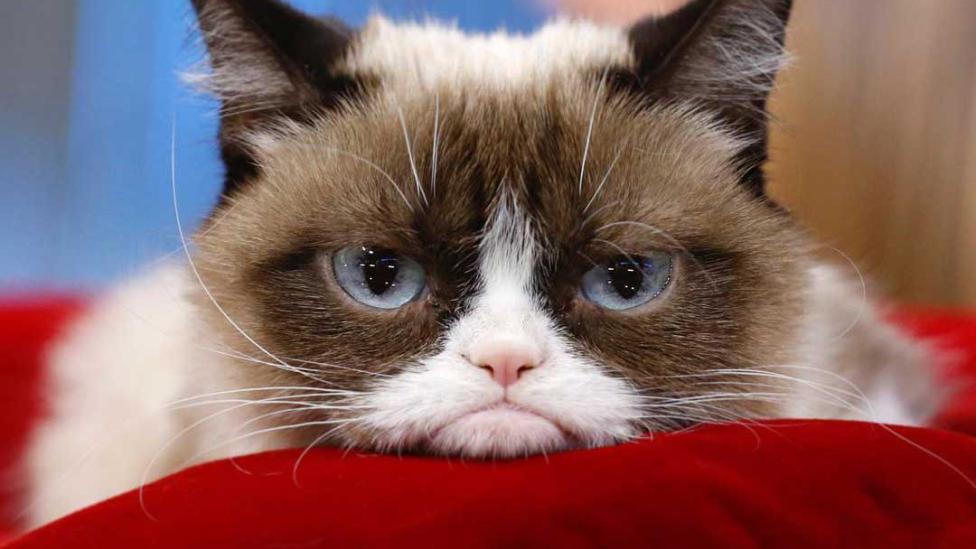Grumpy Cat overleden: internetfenomeen is niet meer