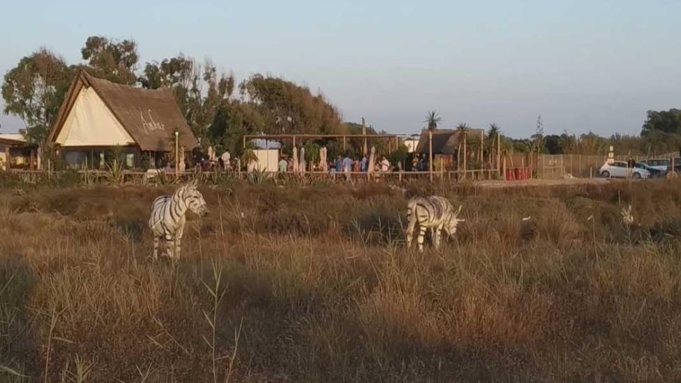 Ezels beschilderd als zebra’s voor bruiloft met safari-thema
