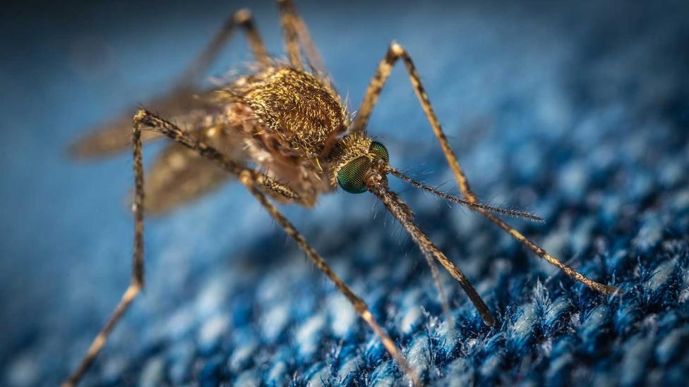 Bierdrinkers worden vaker gestoken door muggen