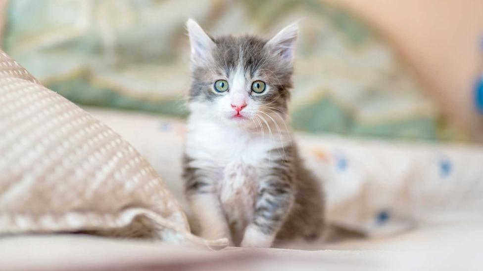 Je kunt je kattenallergie verhelpen met een vaccin voor je kat