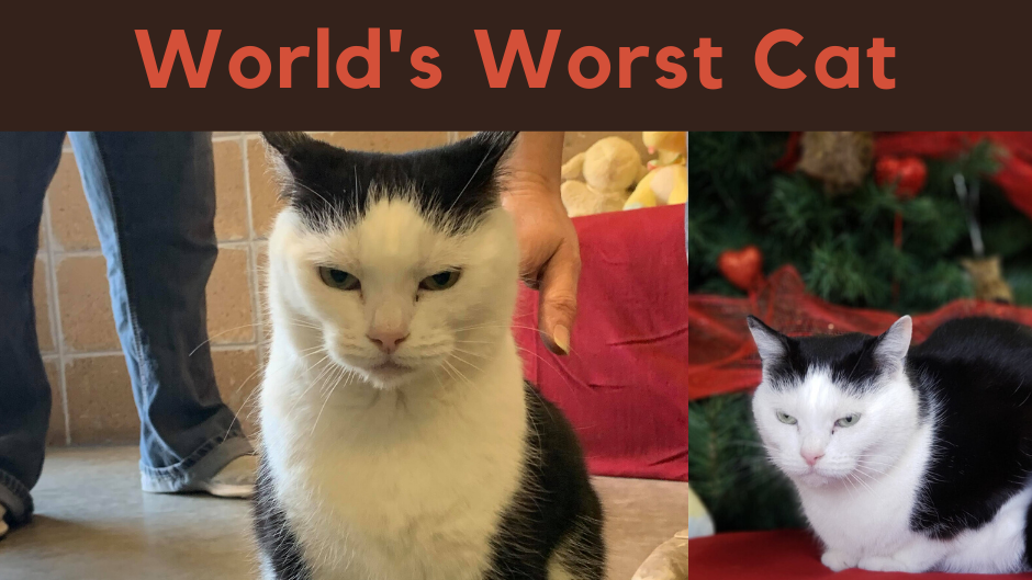 Verschrikkelijkste kat ter wereld is nu te adopteren