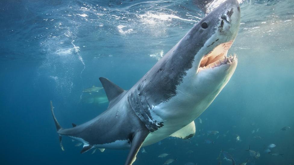 Hele week brute documentaires tijdens Shark Week op Discovery