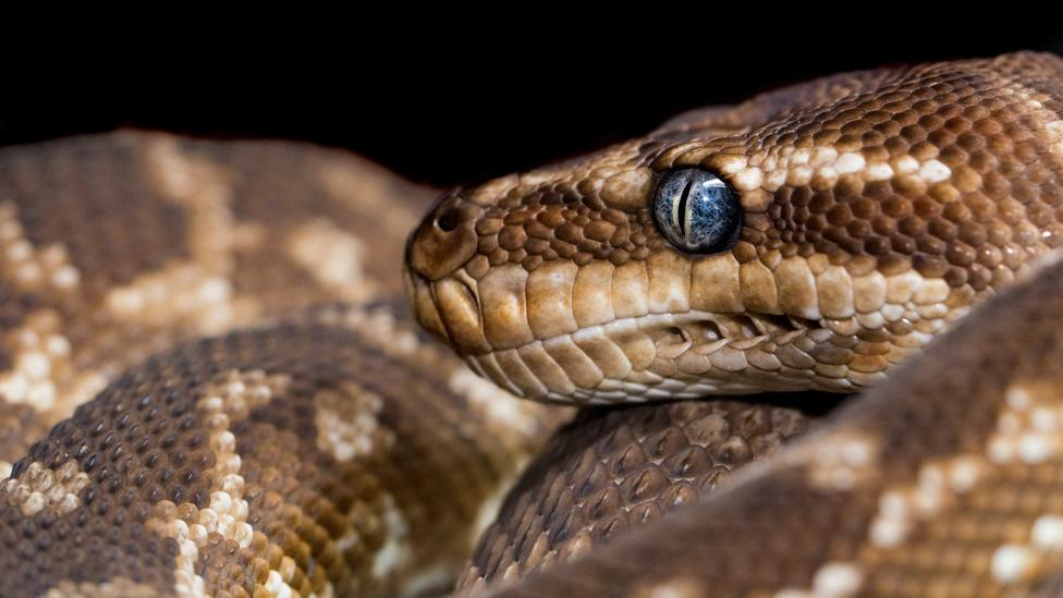 Toiletbezoeker krijgt schrik van z’n leven door bloeddorstige python