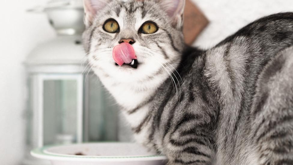 Het duurste kattenvoer ter wereld bevat kaviaar, kreeft en quinoa en kost ruim 10.000 euro per jaar