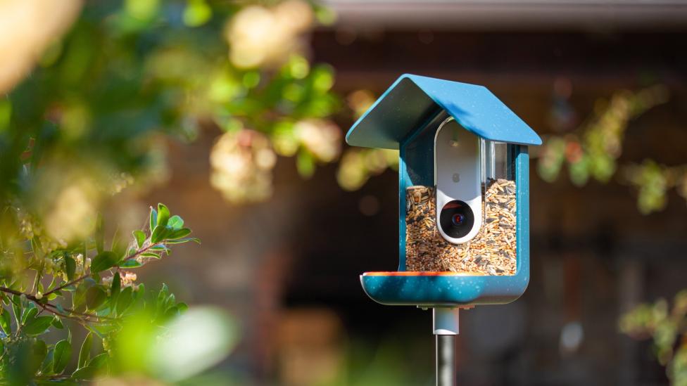 De Bird Buddy informeert via zijn app en camera welke vogels je tuin bezoeken
