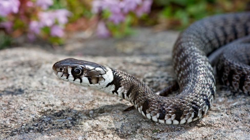 Tweejarig meisje bijt een slang dood nadat ze in haar lip werd gebeten