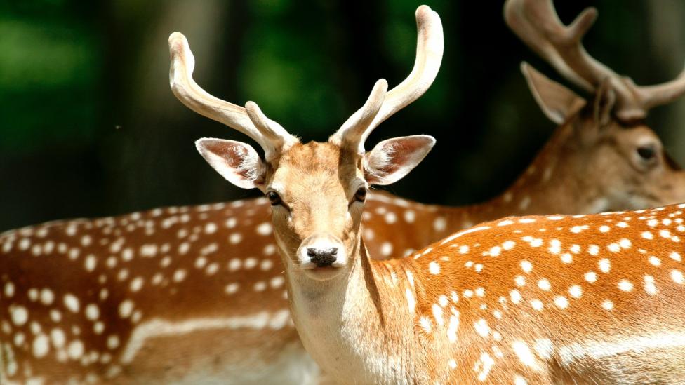 Regisseur gaat Bambi in een bloeddorstig beest veranderen voor nieuwe film