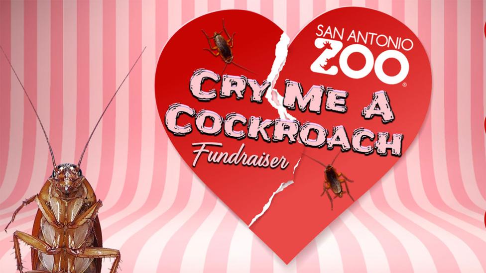 Je kunt een kakkerlak naar je ex vernoemen op Valentijnsdag