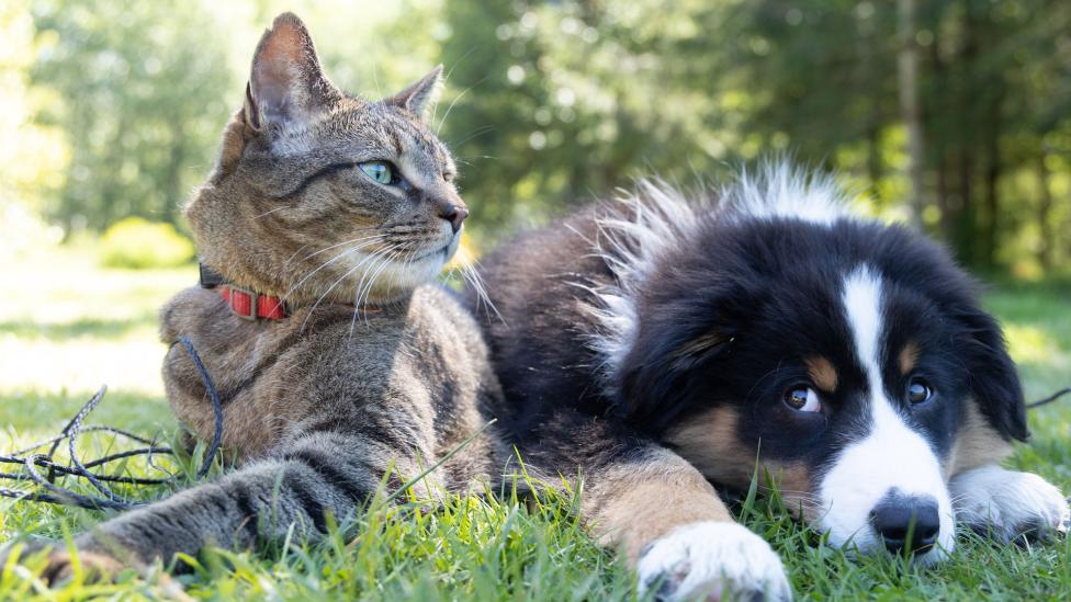 Katten vs honden: welk huisdier is het beste?