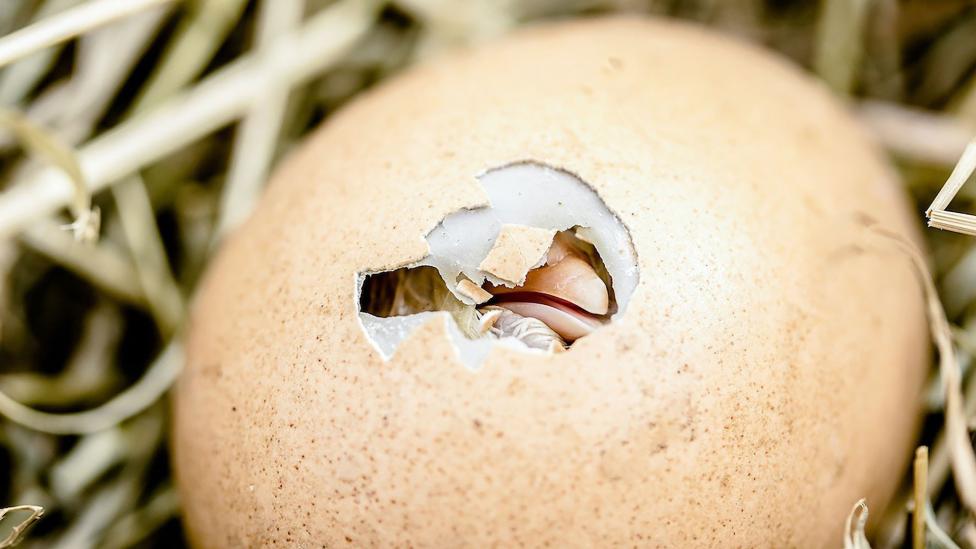 Wetenschappers geven antwoord: wat kwam eerst, de kip of het ei?