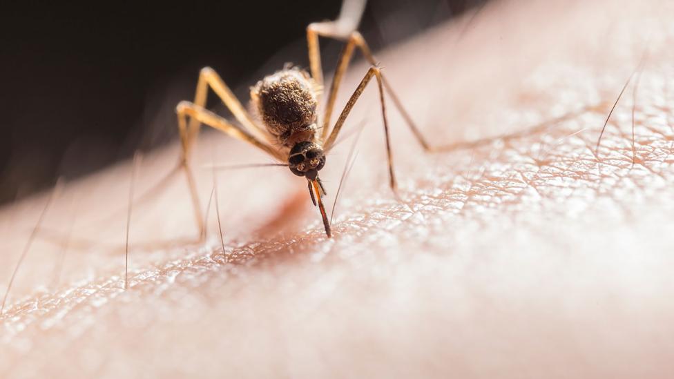 Muggen wegjagen: 10 effectieve tips