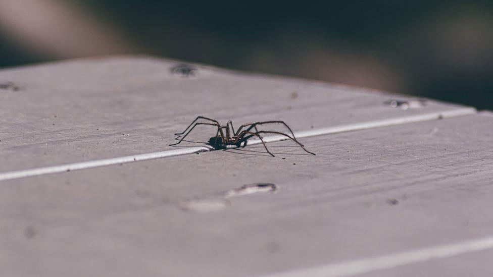 Dit is waarom je spinnen (in huis) eigenlijk niet moet doden