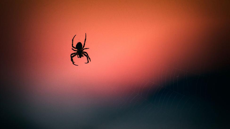 Spinnenmaand september: zo bestrijd je de achtpotige kruipers