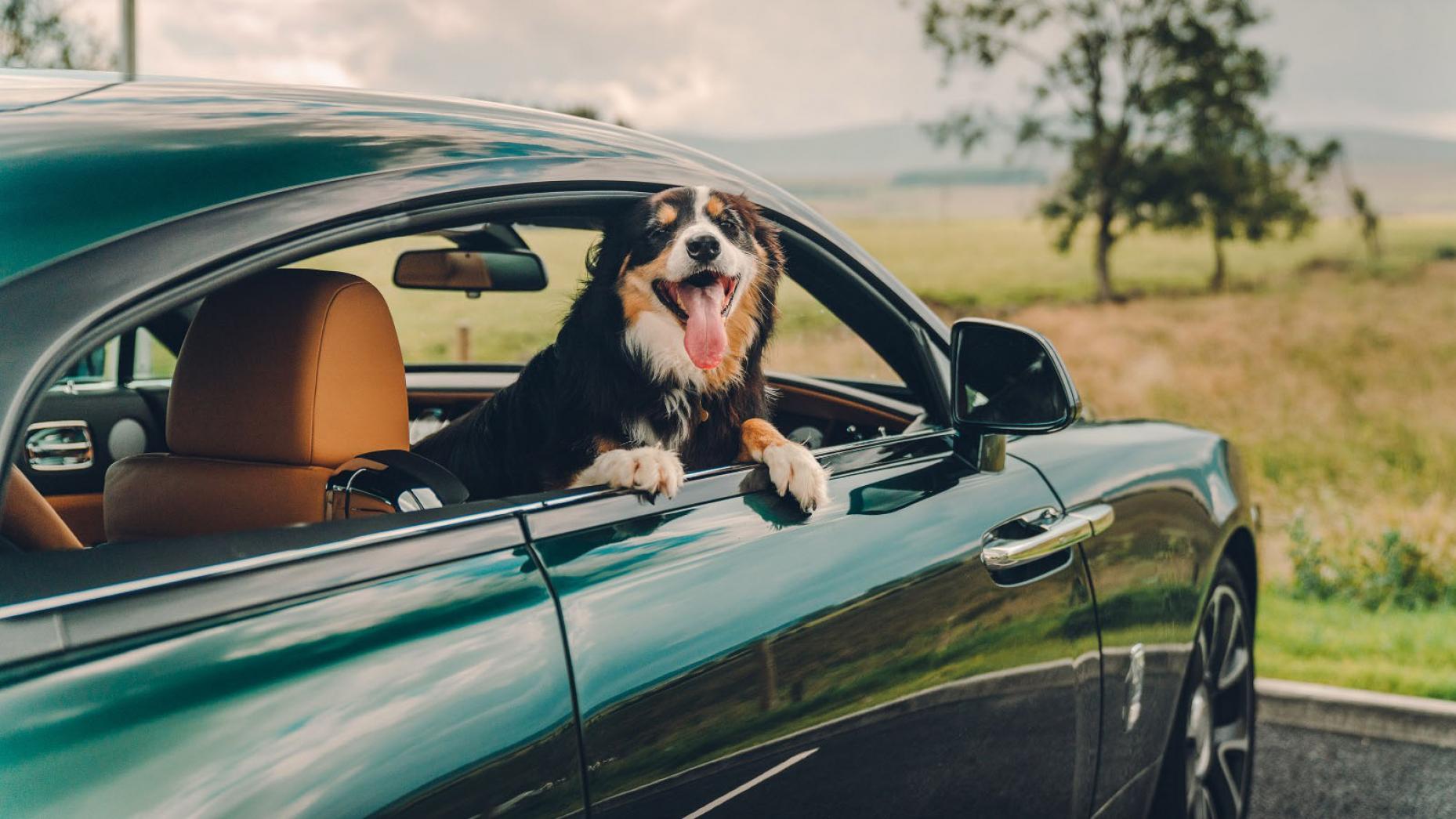 Dog edition. Собака топ Гир. Top Gear собаки в машине. Chevrolet Dog Edition. Dog blonde in car.