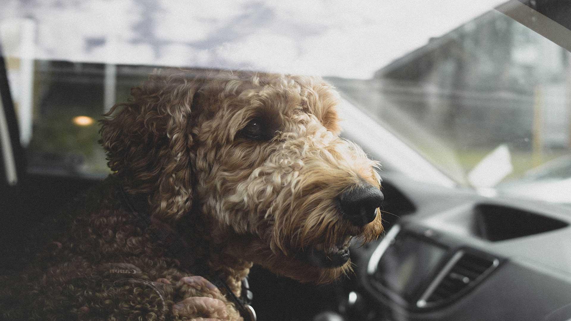 Wat doe je als je een hond in een hete auto ziet?