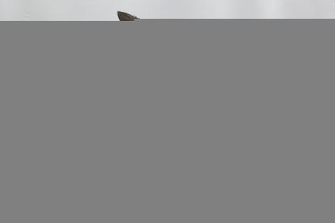 hubcap creatures wieldopmonsters ptomely elrington wieldopmonsters 2017