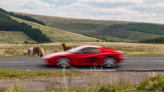 Ferrari 512 heuvels paarden