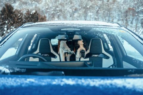 Sint Bernard hond in de BMW M3 Touring