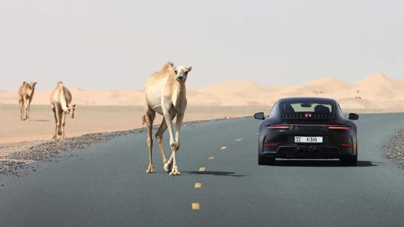 Porsche 911 Hybrid naast kameel