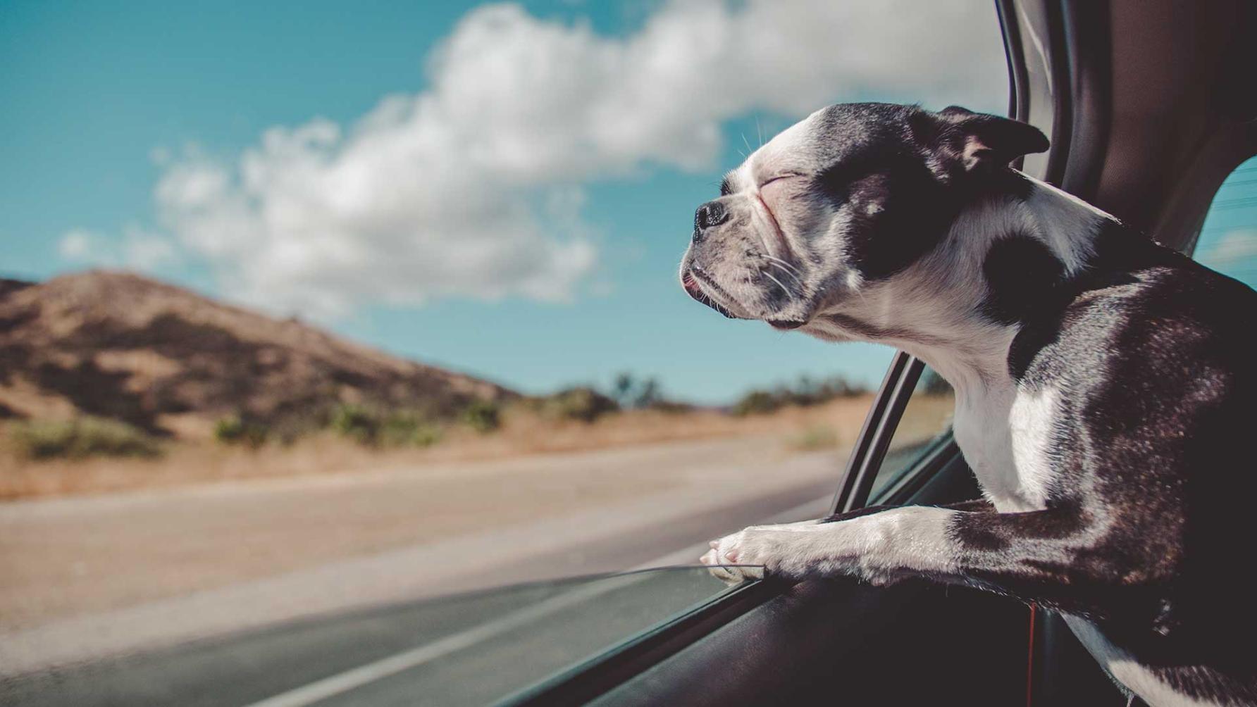 Wetsvoorstel Honden mogen niet kop uit raam steken bij auto