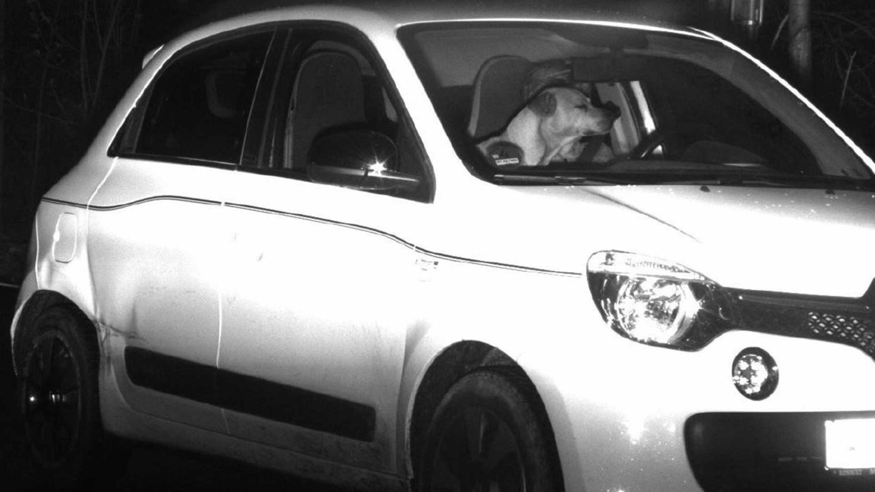 Hond wordt geflitst, automobilist komt onder boete uit