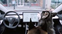 Tesla Dog Mode