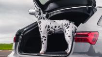 Audi RS 6 met opblaasbare hond
