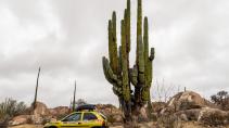 Mexico - Giant cactuses (1)