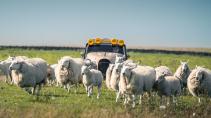 Morgan CT-X tussen de schapen