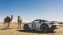 Porsche 911 Dakar naast twee kamelen (kameel)