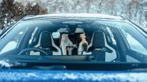 Sint Bernard hond in de BMW M3 Touring
