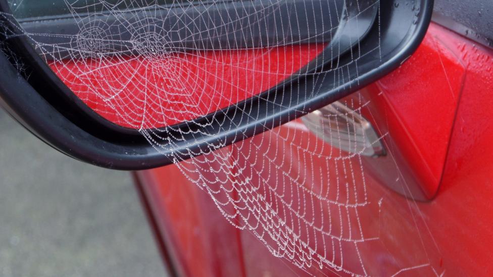 Er leven waarschijnlijk veel spinnen in je auto