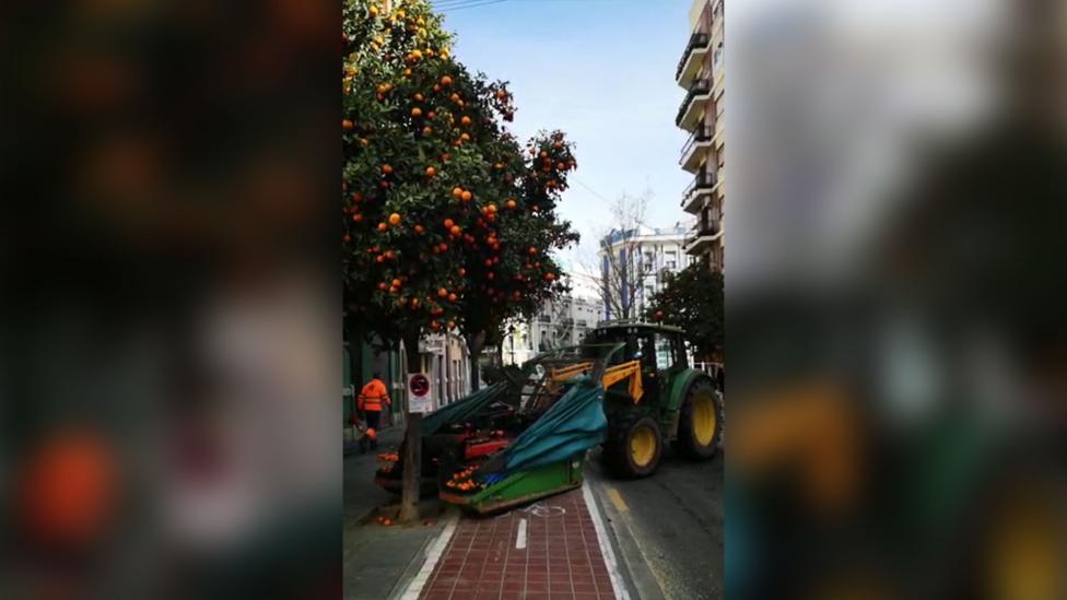 Bomenschudder plukt sinaasappels langs de weg