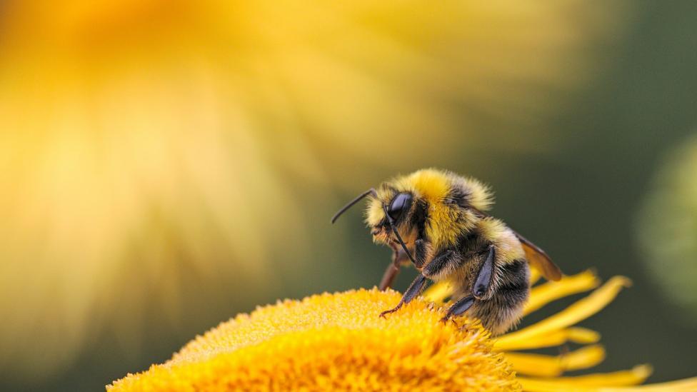 Man vindt 15.000 bijen in auto na boodschappen doen