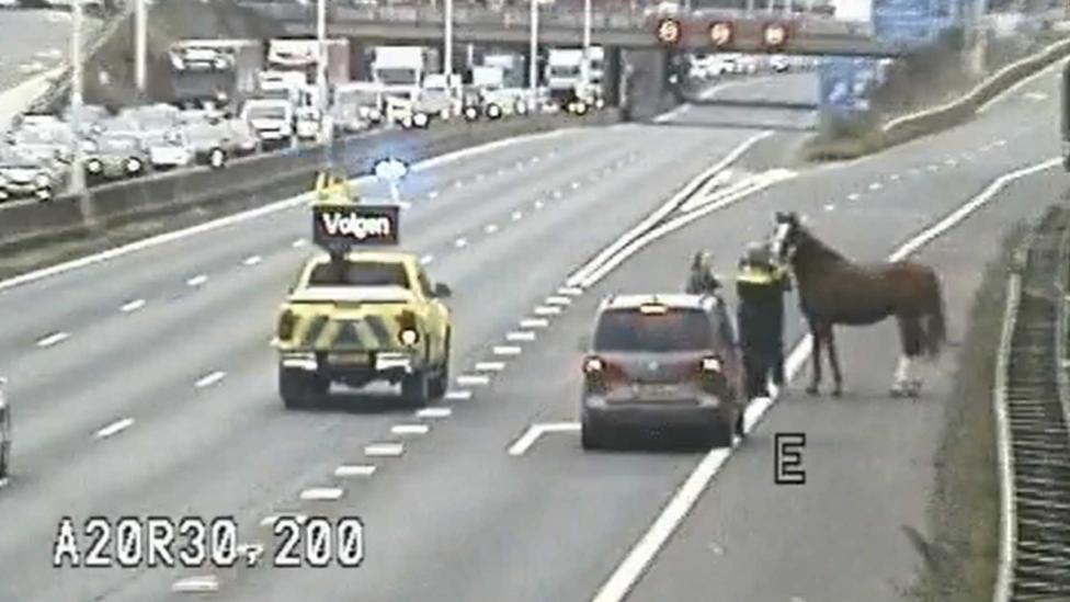 De politie werd opgezadeld met een bijzonder probleem op de A20