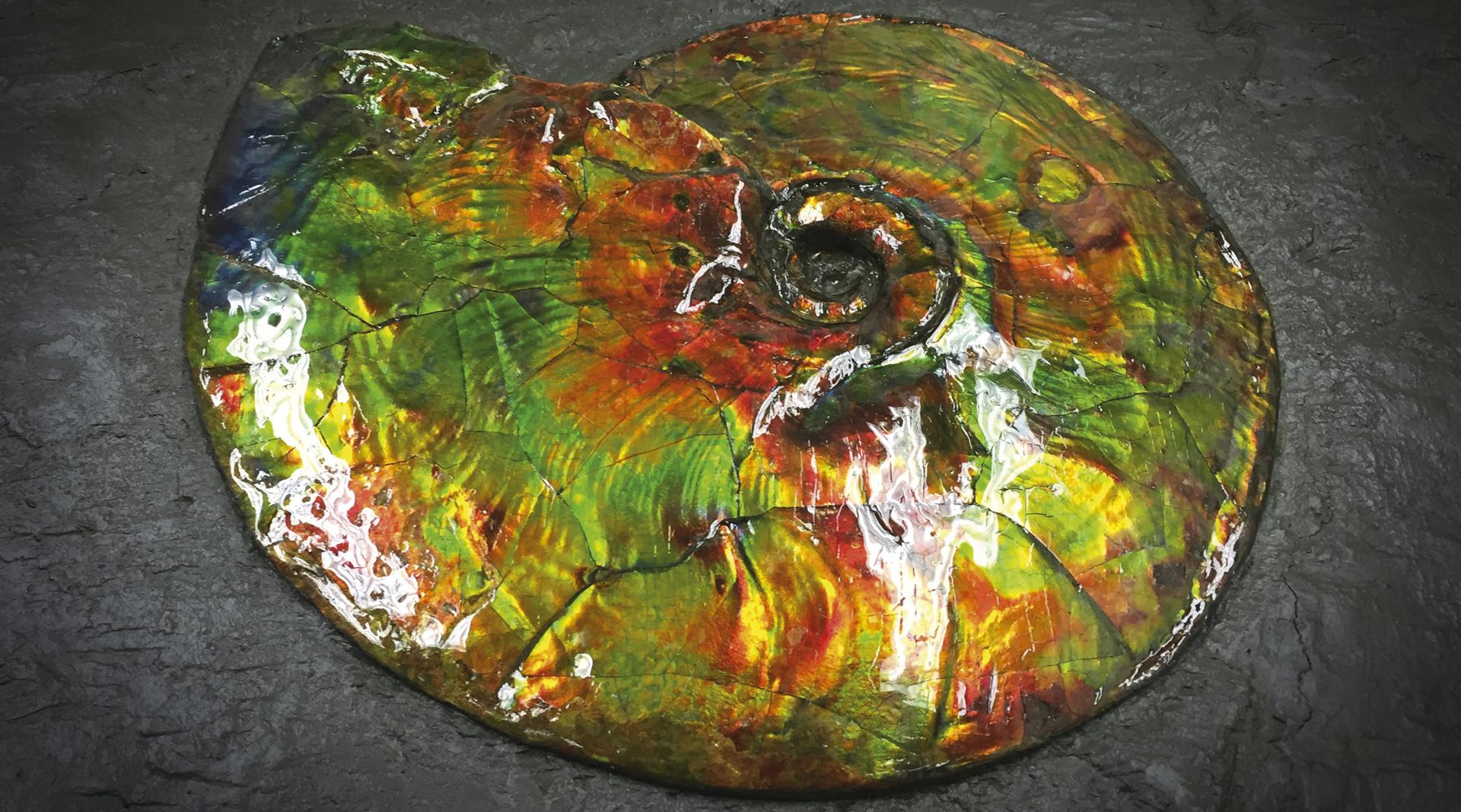 Christiaan van der Klaauw Real Moon Stella Nebula ammolite fossile